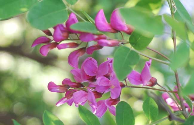 槐花一般幾月開花？