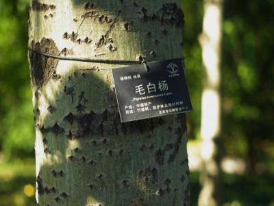 什么叫毛白楊？毛白楊有哪些特點？