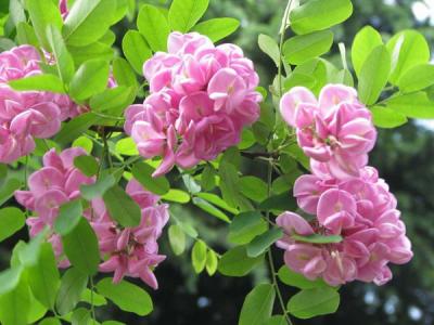 香花槐和紅花槐有什么區(qū)別？