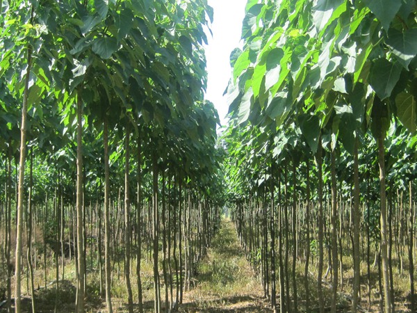 楸樹的種植市場價(jià)格多少錢