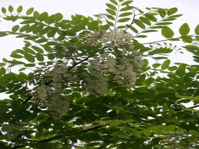刺槐花可以吃嗎，應(yīng)該怎么吃？