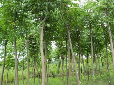 黃山欒樹為什么會出現(xiàn)滴油的情況？