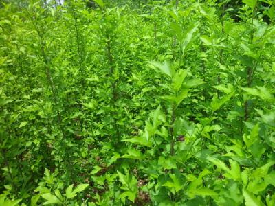 木槿樹的風水寓意是什么？