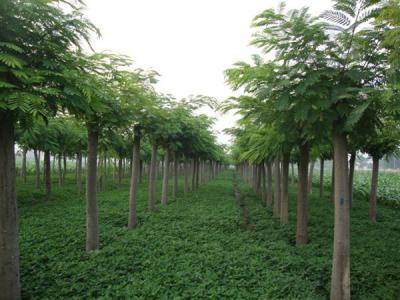 合歡樹小苗應(yīng)該在哪里購買？