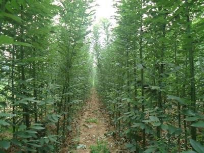 香花槐和刺槐有什么區(qū)別？