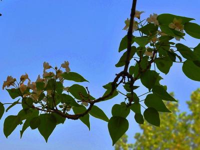 楸樹什么時(shí)候開花，可以結(jié)果嗎