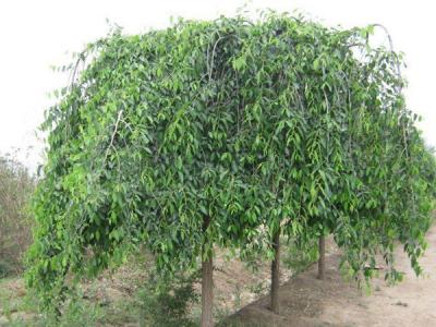 小葉垂榆種植在哪些地區(qū)，有什么特點？