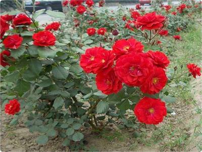 紅帽月季的優(yōu)缺點(diǎn)有哪些？