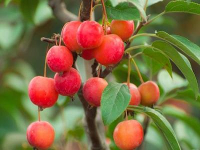 冬紅果海棠的主要特點是什么 ？