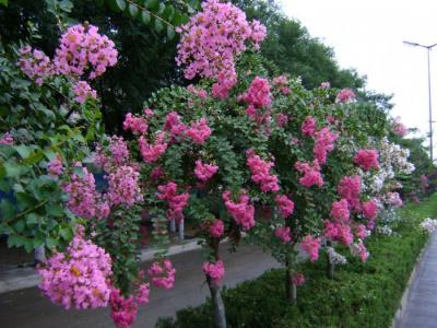 紫薇的由來(lái)是什么，關(guān)于紫薇的傳說(shuō)是什么 ？