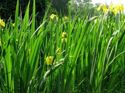 黃菖蒲的園林價(jià)值都有哪些？