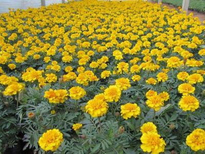 地被菊幾月份開(kāi)花，效果怎么樣