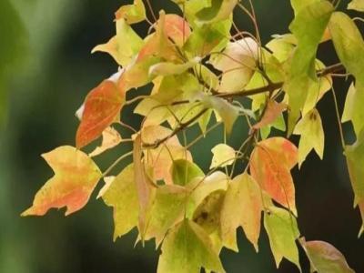 三角楓、五角楓、紅楓、羽毛楓的區(qū)別