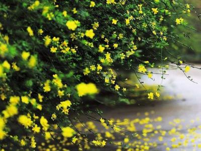 迎春花和連翹花有什么區(qū)別？