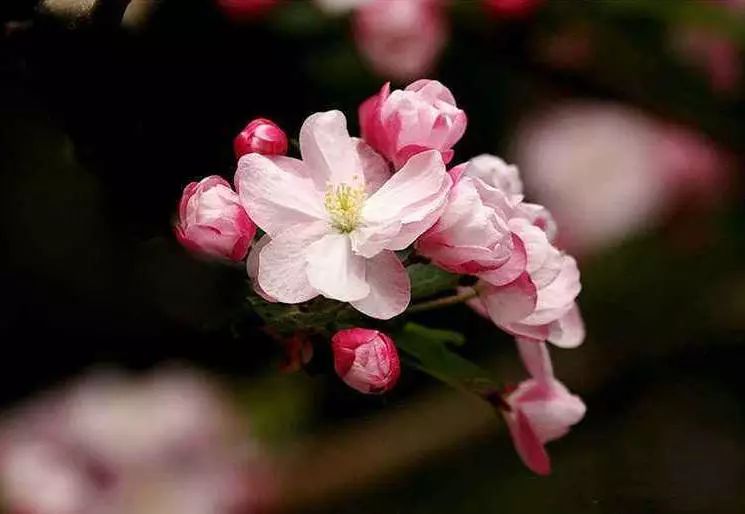 八棱海棠的果實(shí)能不能吃,八棱海棠的果實(shí)能吃嗎？