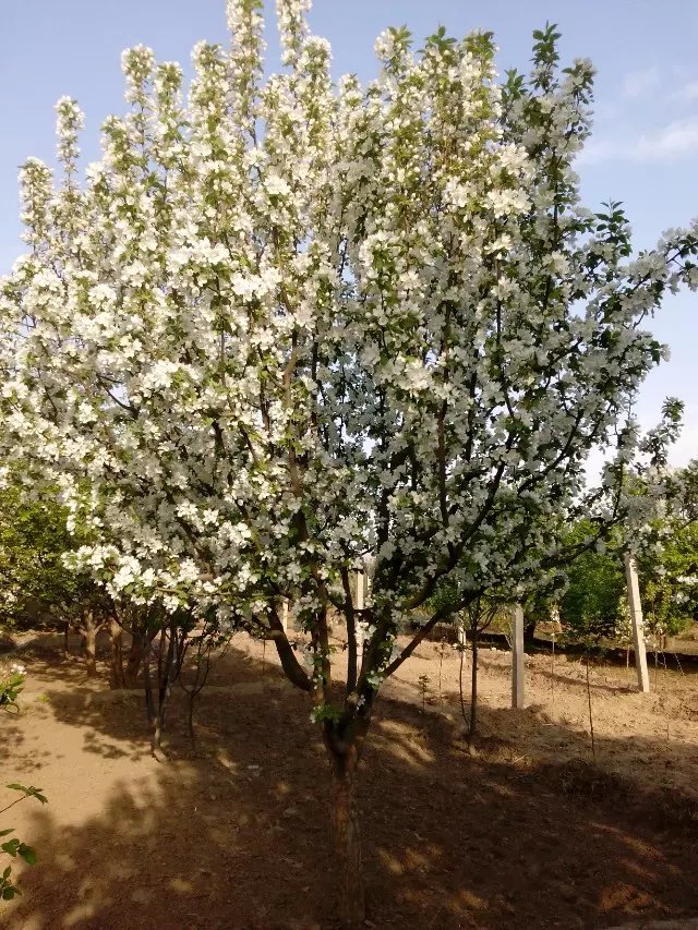 八棱海棠花期多久，幾月份開花