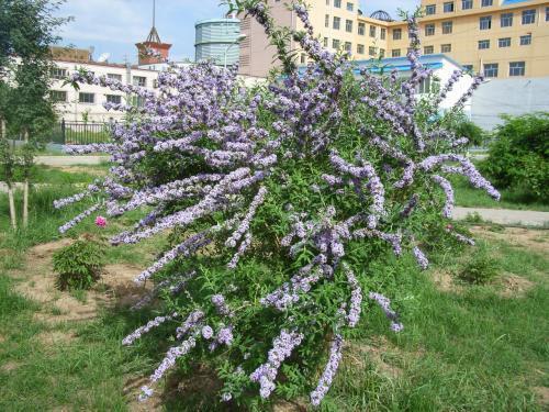 醉魚草花期是幾月，花期有多長
