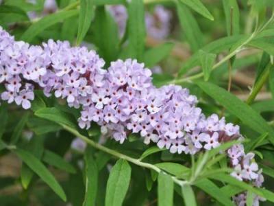 醉魚草花期是幾月，花期有多長(zhǎng)