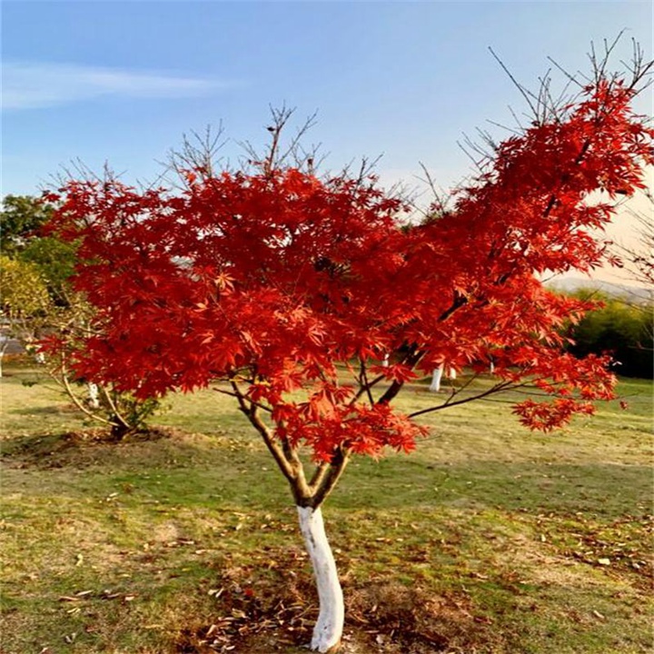 http://zhonghuaba.com/d/file/p/2022-07/dd17e6a7b44cd18d1b3ef1bcf2a6757c.jpeg