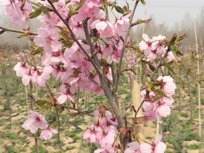 櫻花樹苗多少年才能長成大樹？