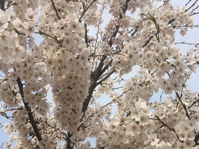 日本櫻花樹什么時候開花？花期多久？