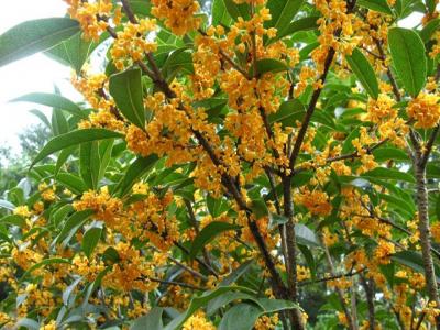 桂花樹(shù)苗是怎么培育出來(lái)的？