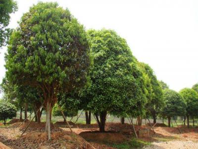 桂花樹(shù)苗圃中如何挑選好的樹(shù)苗？