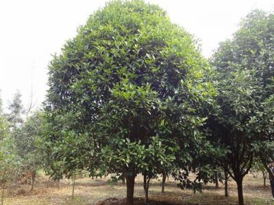 桂花樹(shù)苗哪里有賣(mài)？如何挑選到合適的樹(shù)苗？
