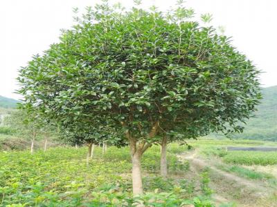 桂花樹用什么肥料最好？