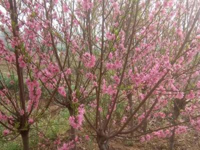 青葉碧桃開什么花？什么時候開花？
