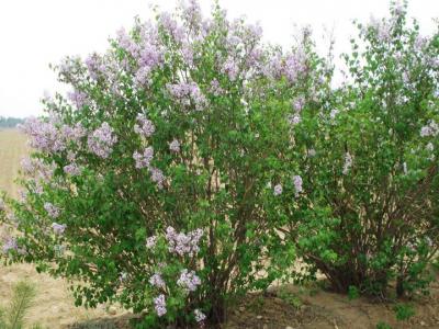 丁香樹(shù)花期多長(zhǎng)時(shí)間