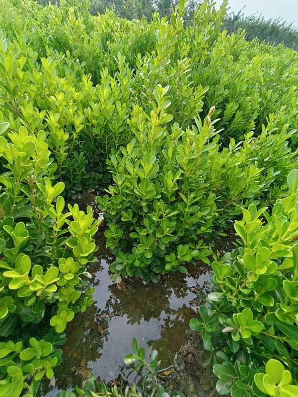 1734420067828808.jpg IMG_20230901_093020.jpg