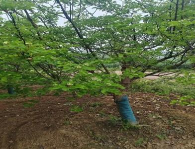 普及12公分垂柳種植需要注意點(diǎn)什么呢！