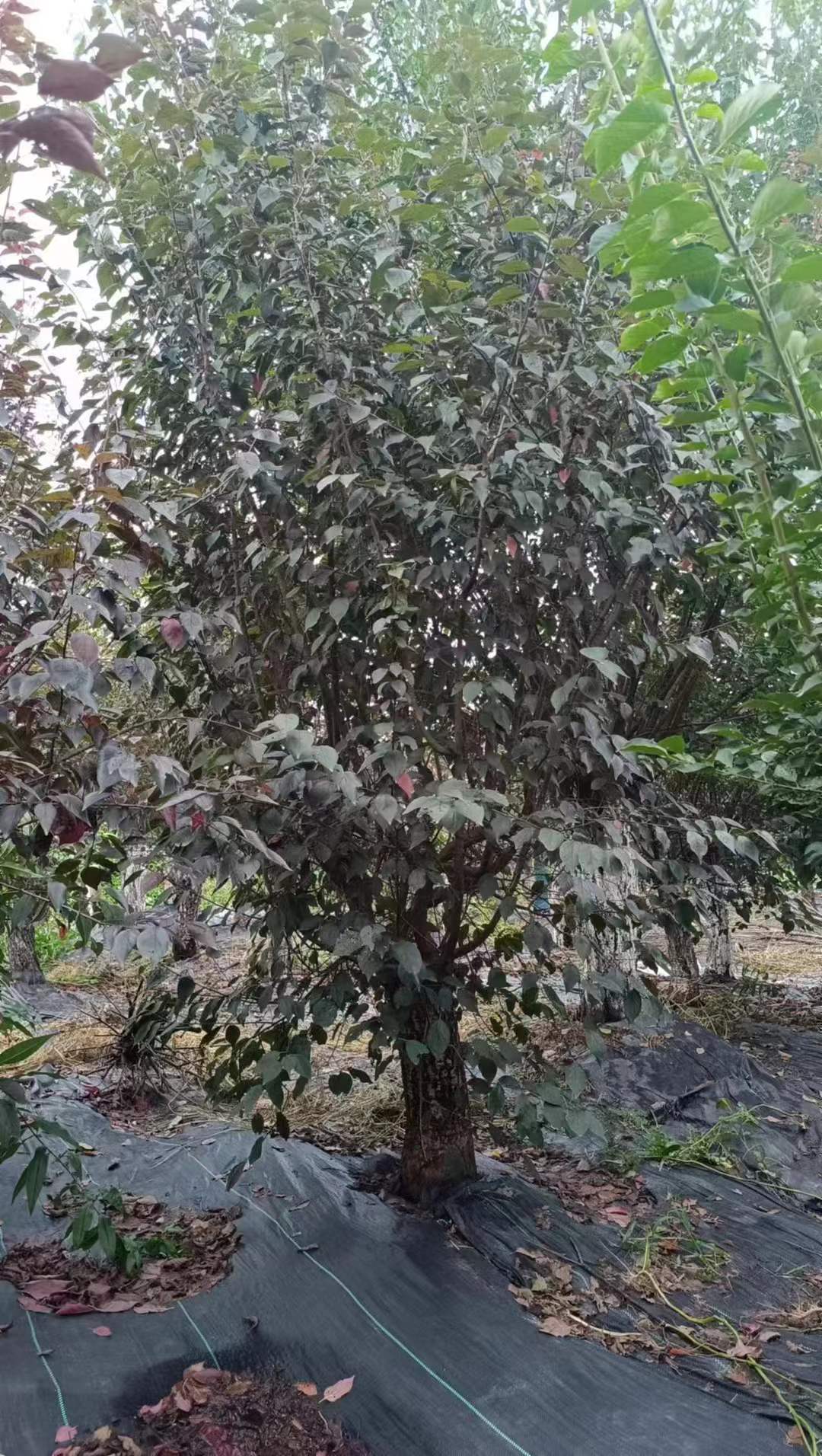 1751850488231034.jpg 1750404489921488.jpg