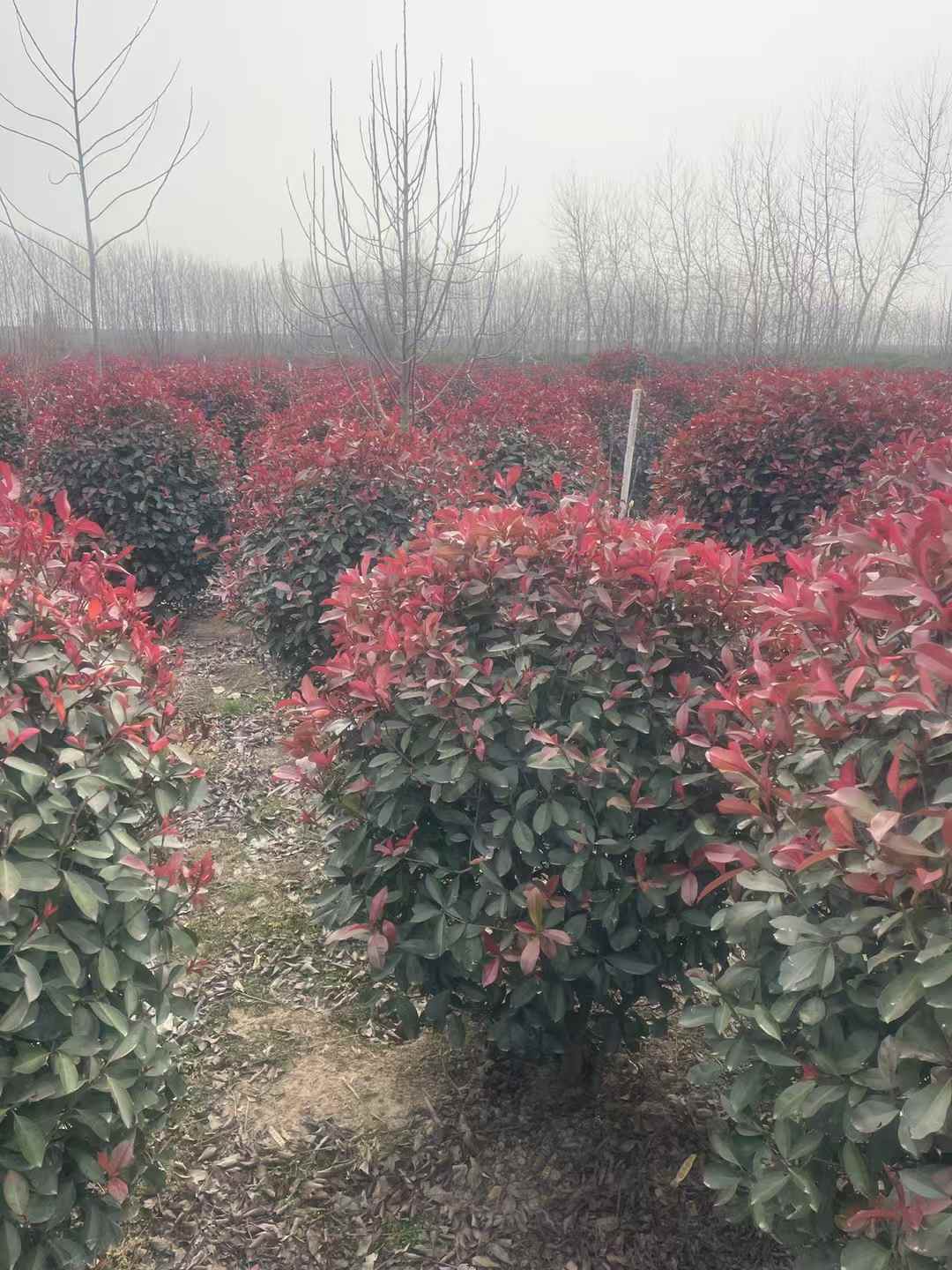 1754966778816849.jpg 1750402554500352.jpg