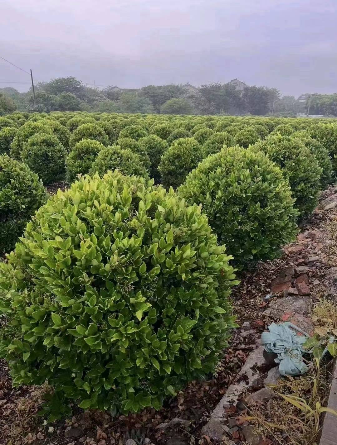 1754966836846833.jpg 1750402315587207.jpg