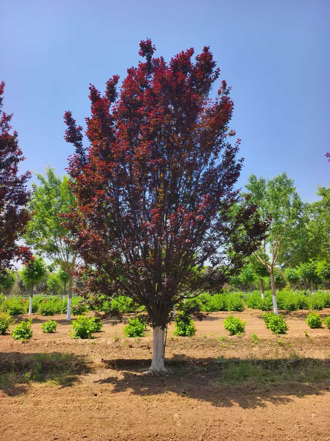 1757033646150951.jpg 9ad20d2b599d297eb7fc1aabe96cc492.jpg