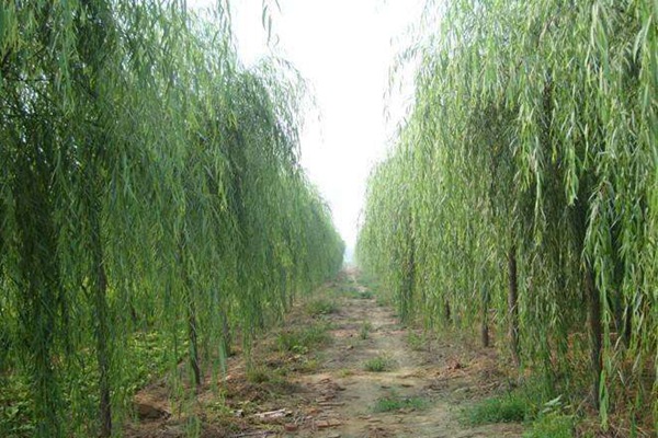 1757296392116178.jpg 1750661591976299.jpg