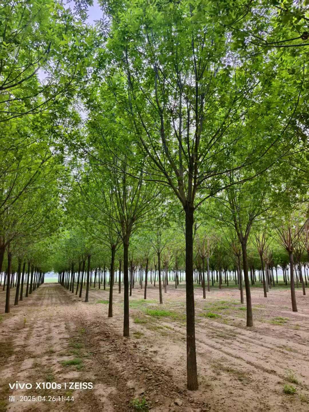 1759972371231584.jpg 1750401901461302.jpg